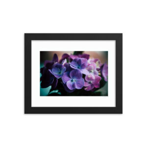 Colourful Hydrangea f
