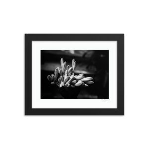 B&W Full Agapanthus f