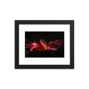 Dramatic Pink Flower f