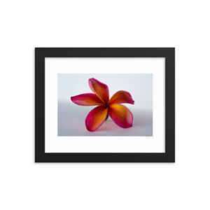 Bold Frangipani f