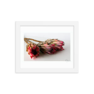 Protea Trio f