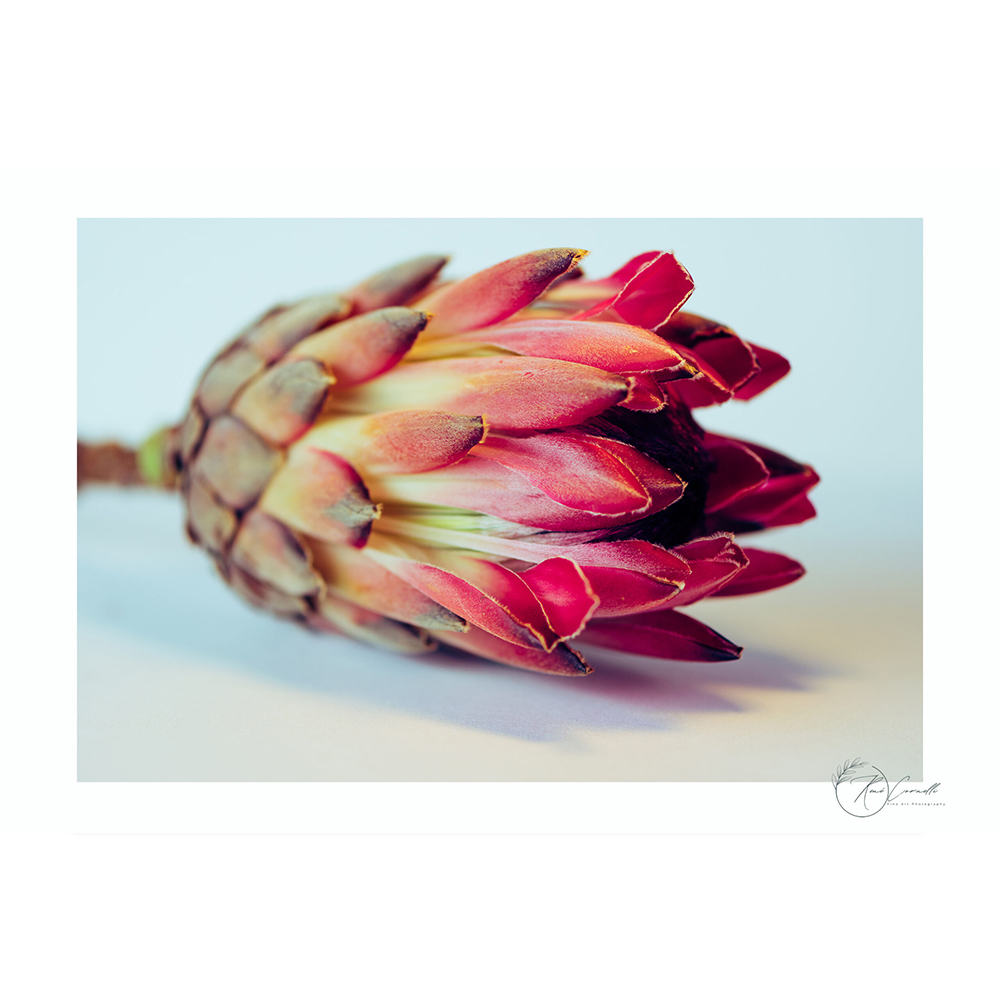 protea-rene